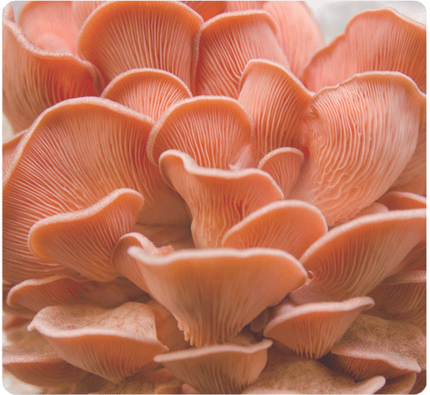 pink oyster mushroom benefits