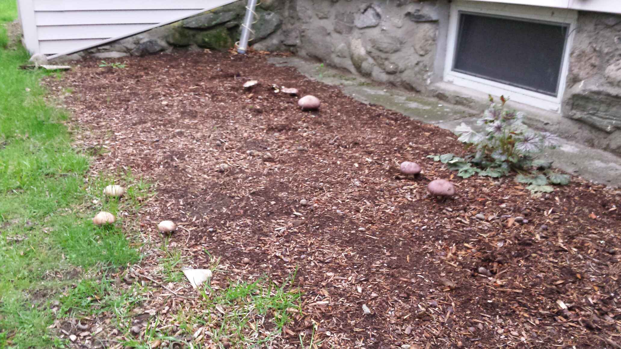 How to Grow Wine Cap Mushrooms in Your Garden Beds