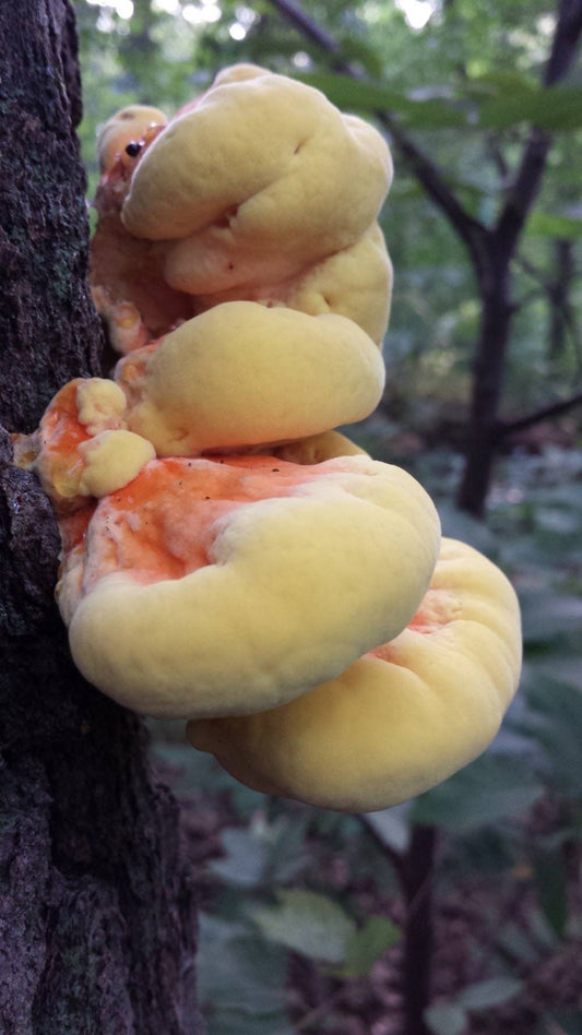 chicken of the woods mushroom