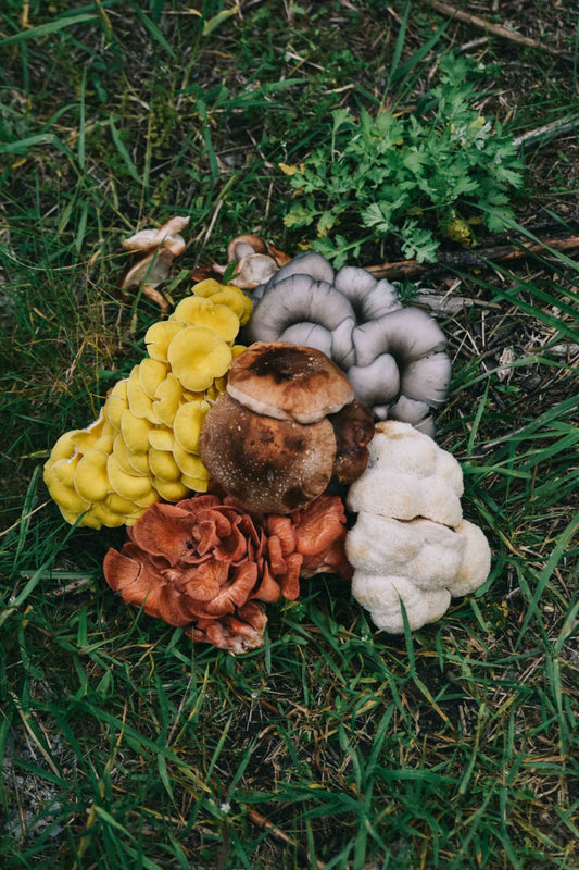 best place to buy mushroom grow kits