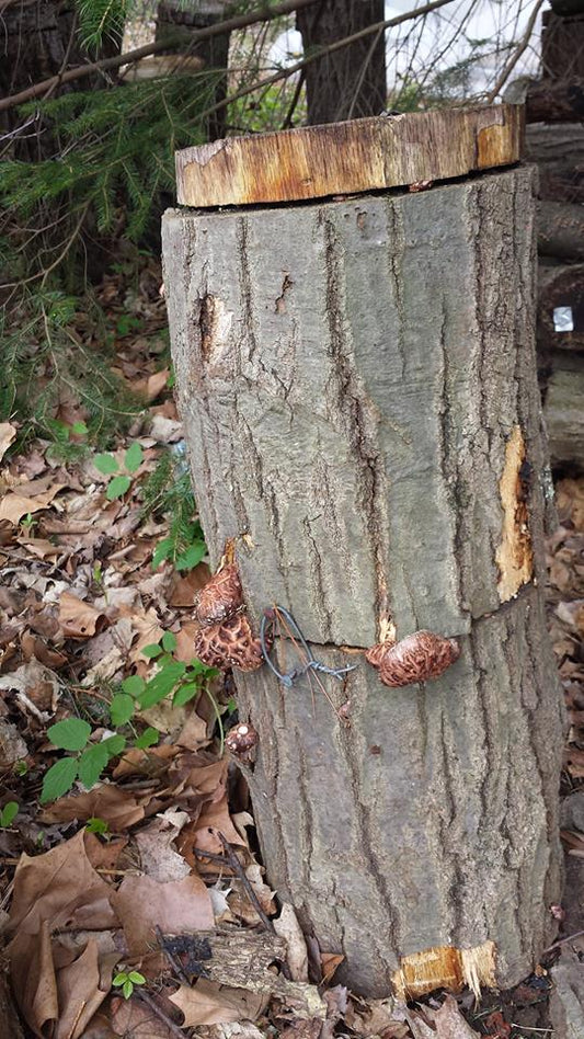 How to Grow Shiitake Mushrooms: 3 Easy Cultivation Methods