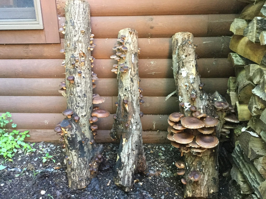 how to grow mushrooms outside: growing mushrooms on logs