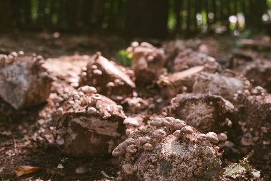 Want to Grow Mushrooms? Kits Are a Great Way to Start