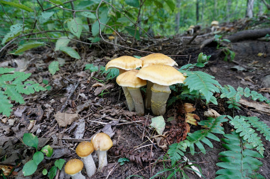 Mushroom information to blow your mind!