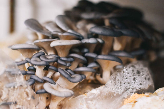 blue oyster mushroom benefits & blue oyster mushroom recipe