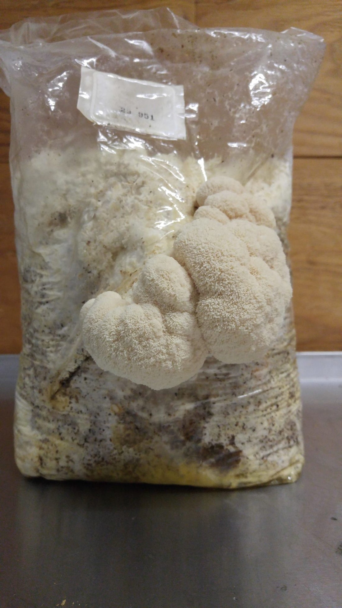 lion's mane spores
