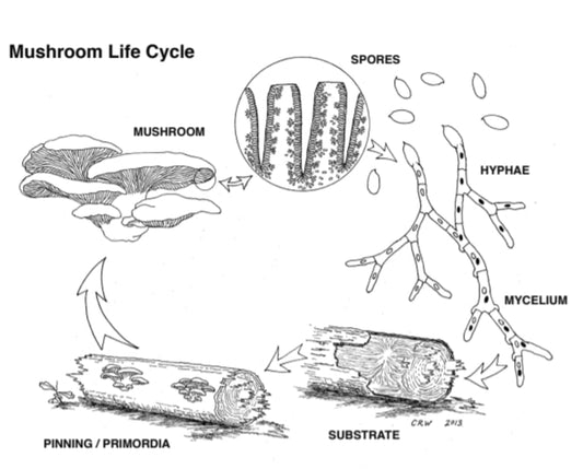 mushroom life cycle