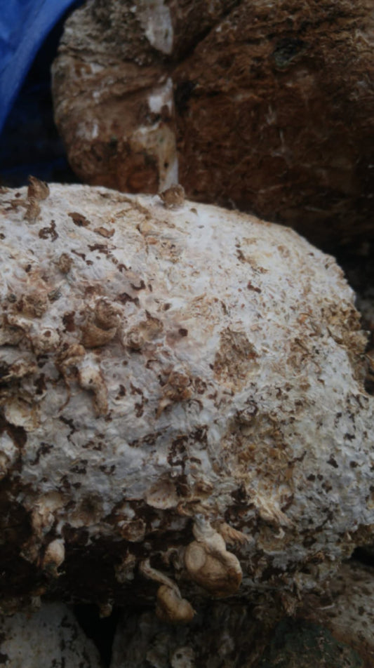 What Causes Mushrooms to Grow? Learn All About Mycelium Here