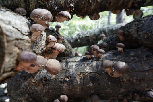 Using Mushrooms for Health