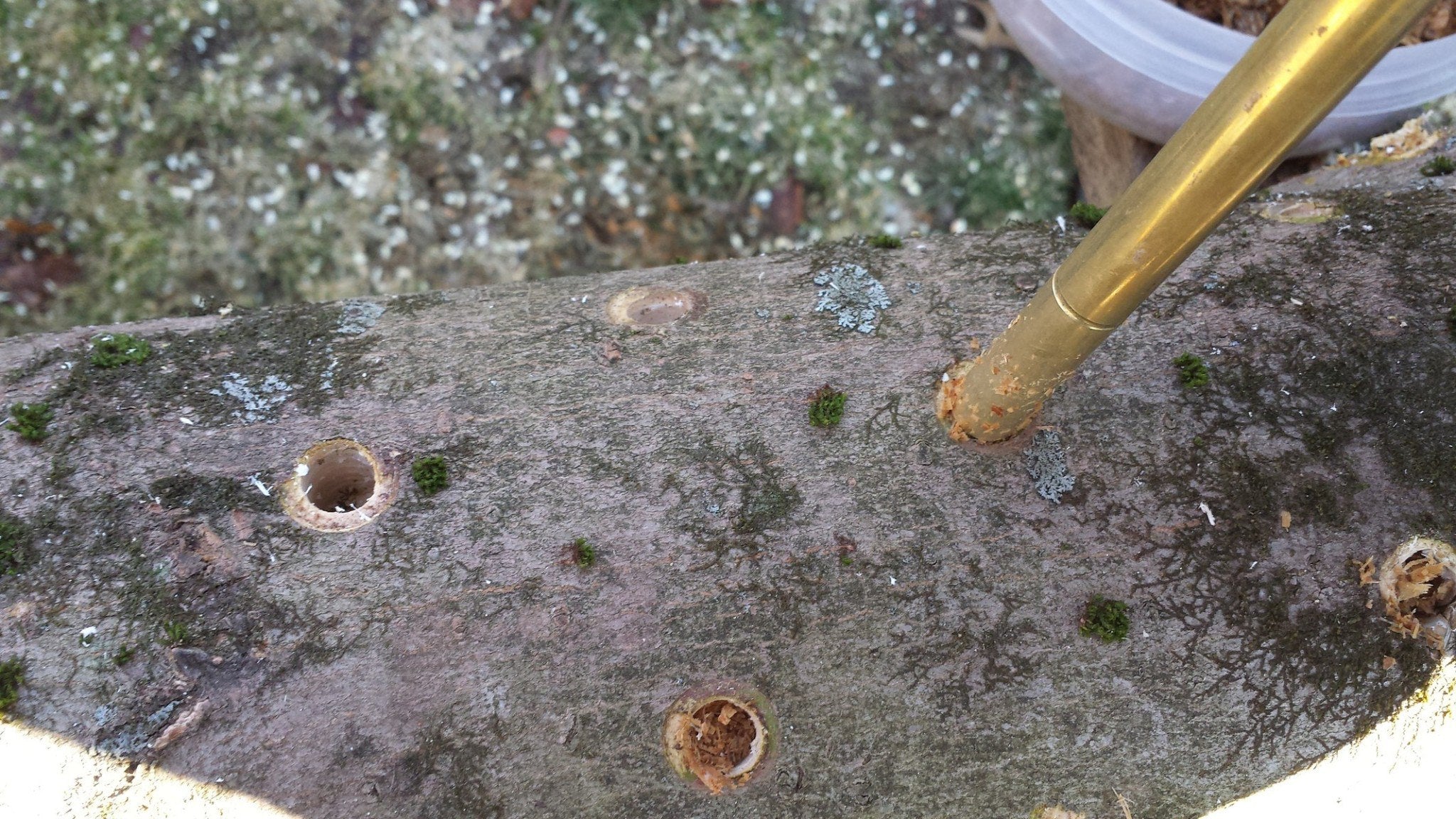 How to Inoculate Mushrooms