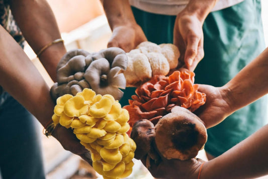 The All-In-One Mushroom Grow Bag Has Everything You Need