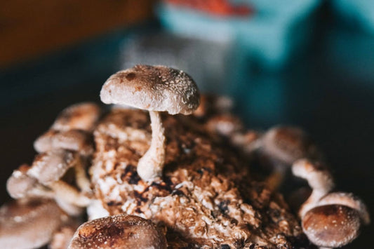 Shiitake Mushroom Recipe Examples to Try at Home