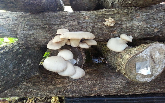 mushrooms that grow on trees