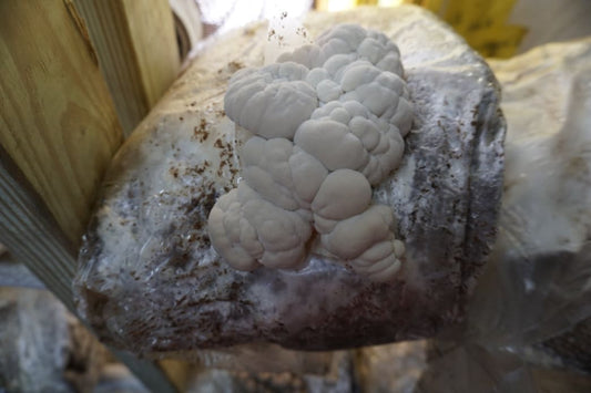 Learn About Lion’s Head Mushroom For Home-Growing Fun!
