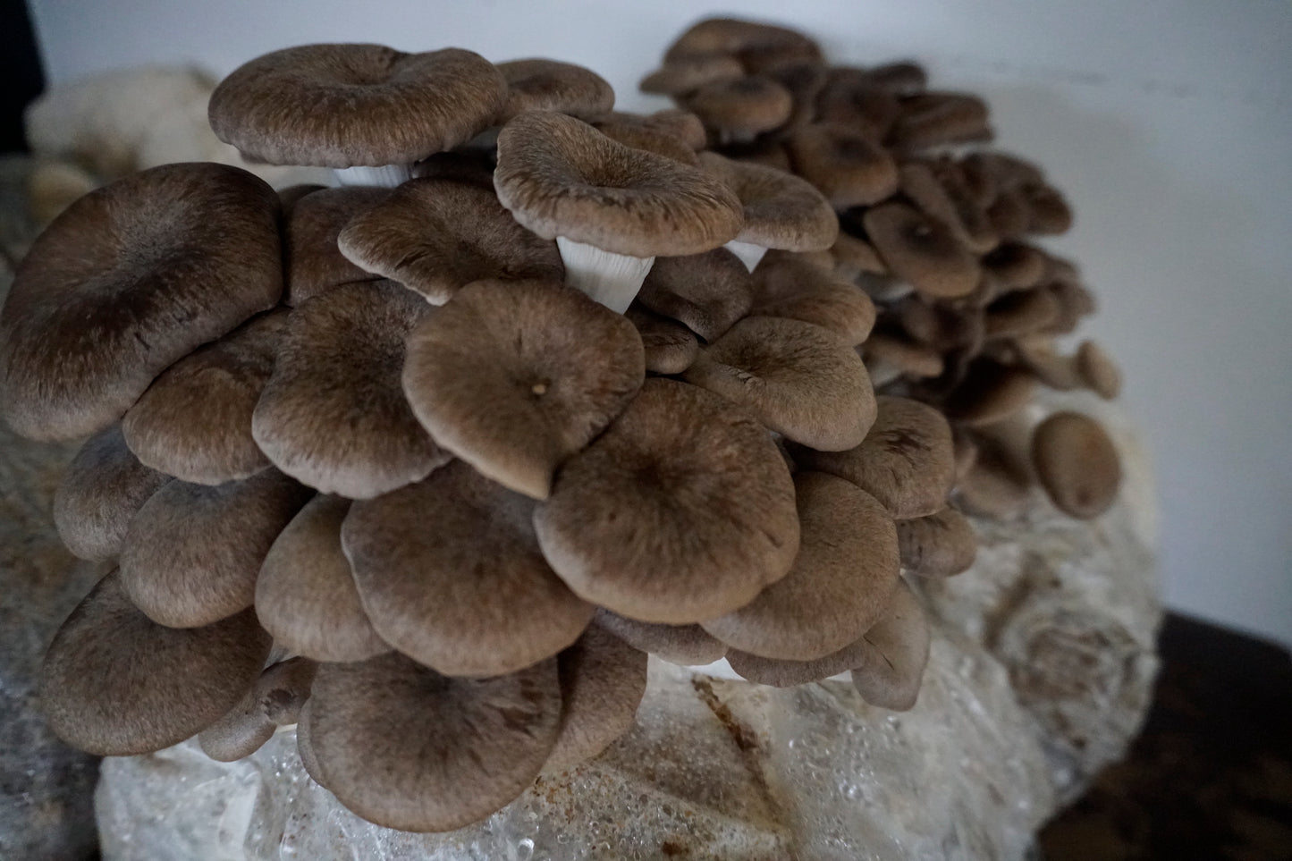 Black King Oyster Mushroom Grain Spawn
