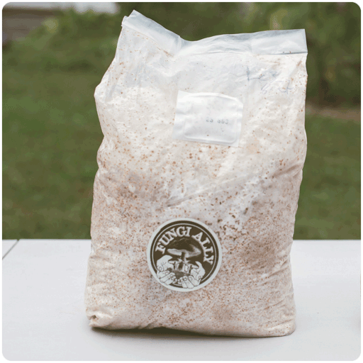 Fungi Ally Sawdust spawn approx 5 lbs
