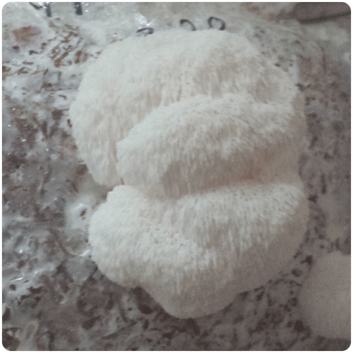 Fungi Ally Sawdust spawn approx 5 lbs