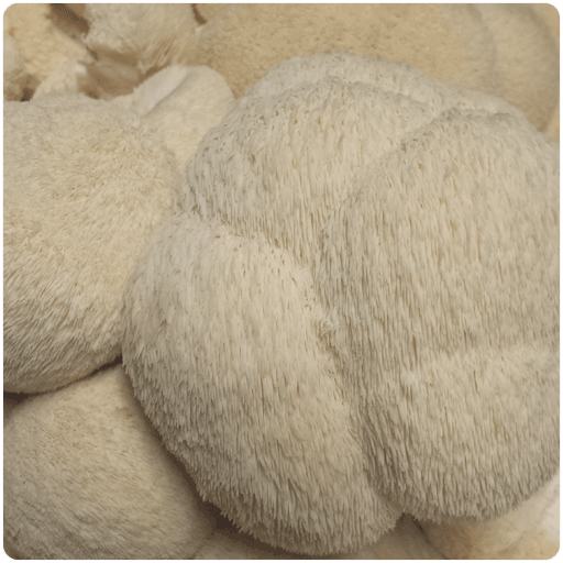 Lion's Mane Mushroom Plugs