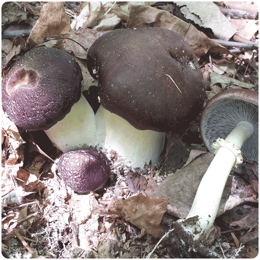 Fungi Ally Sawdust spawn approx 5 lbs