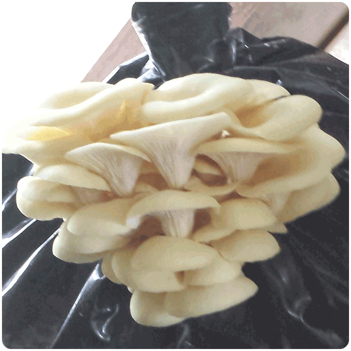 Fungi Ally Sawdust spawn approx 5 lbs