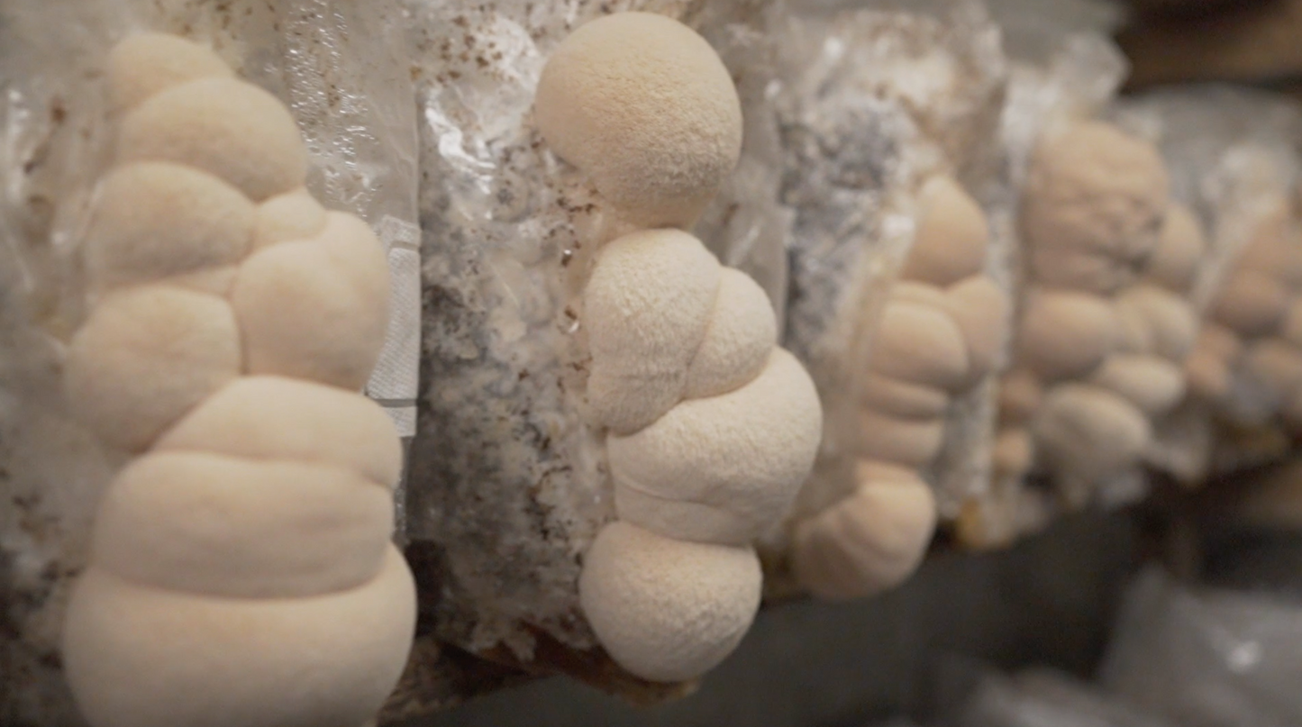 Fungi Wisdom: Mushroom Apprenticeship