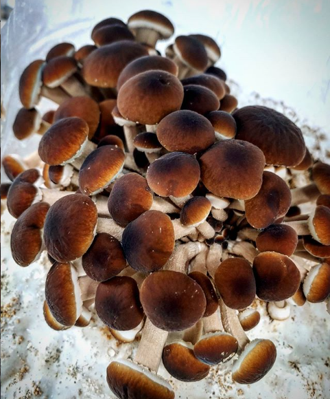 Pioppino Mushroom grow kits