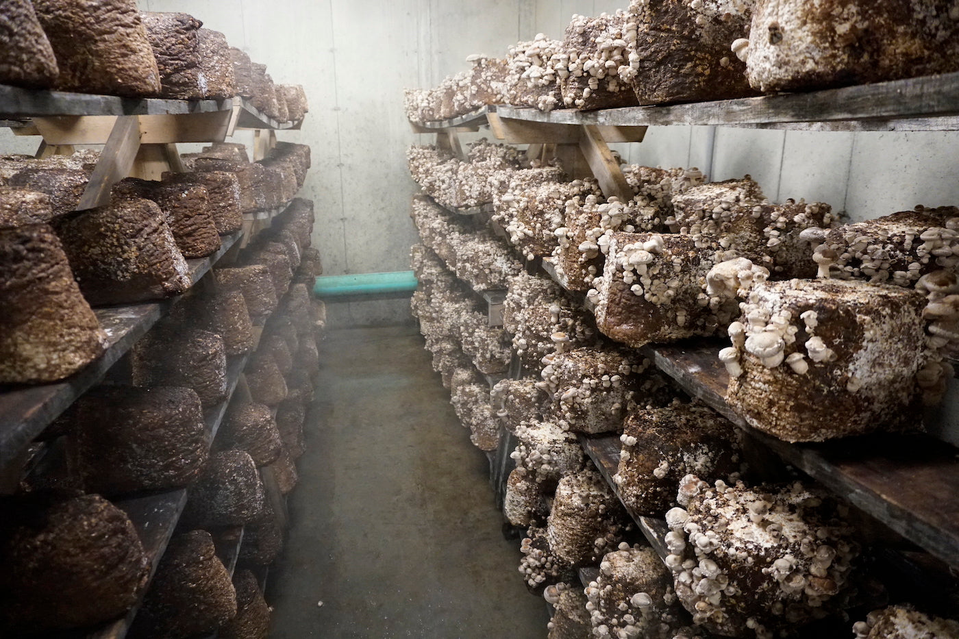 Commercial Mushroom Cultivation Online Class