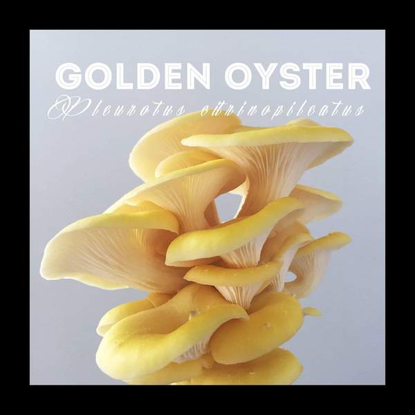 Yellow Oyster Grain Spawn