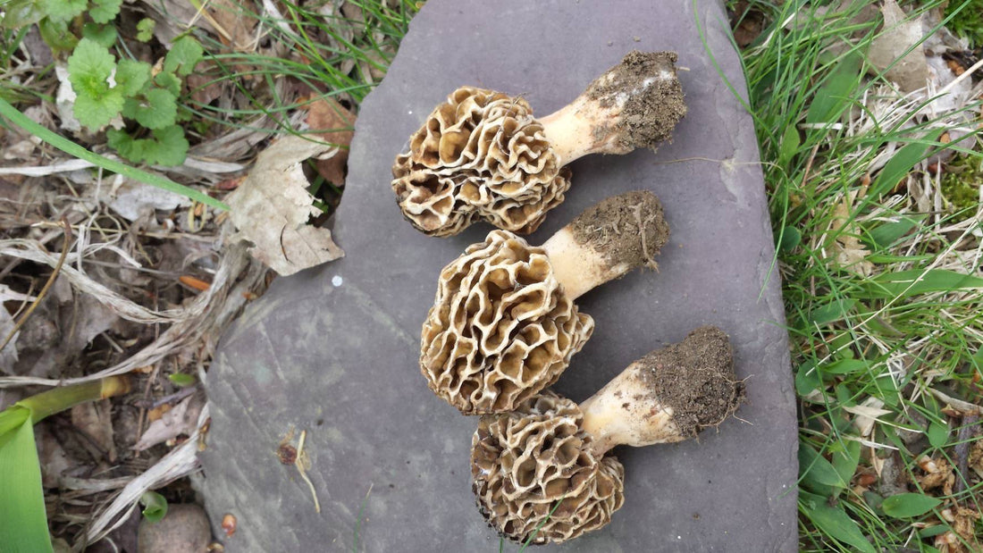 Growing Morel Mushrooms is Difficult but Not Impossible