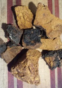 Buy Chaga Mushrooms to Experience Ancient Medicine