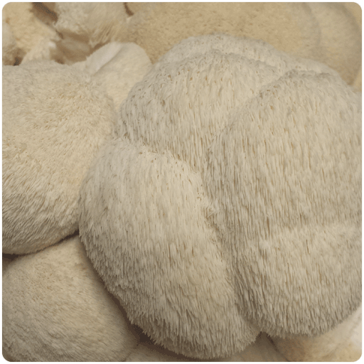 Buy a Lion’s Mane Grow Kit for Mushroom Cultivation at Home