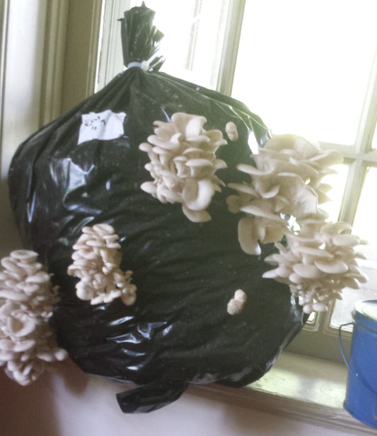 how to grow mushrooms at home