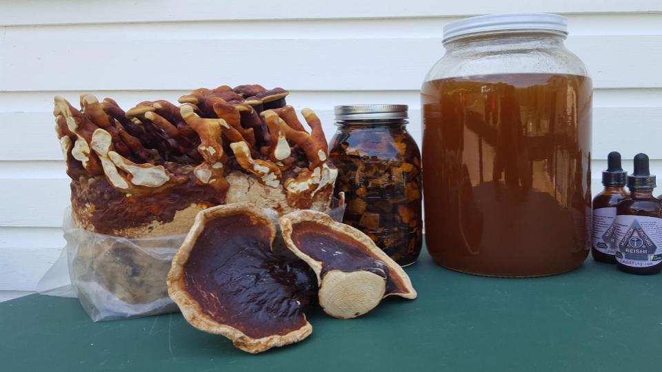 What is Reishi Mushroom Good For? A Look at Reishi Benefits