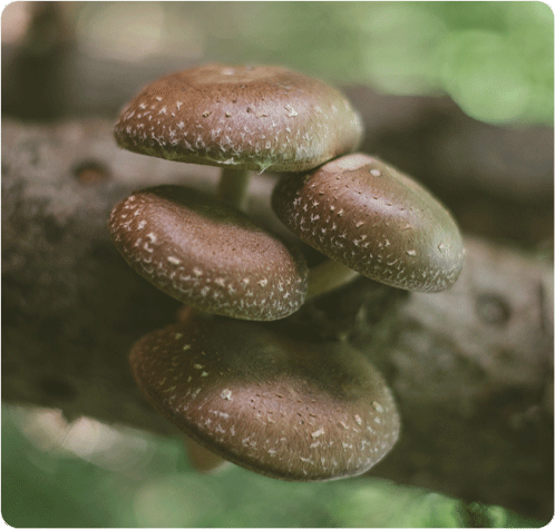 Growing Shiitake Mushrooms: The Most Popular Processes Being Used Today