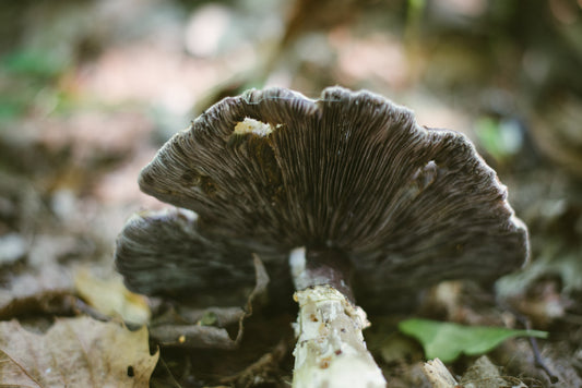 can you eat mushroom stems