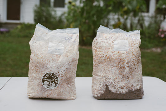 Buy Mushroom Spawn Bags and Start Growing Edible Mushrooms