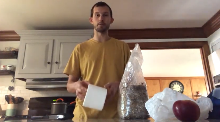 growing oyster mushrooms at home