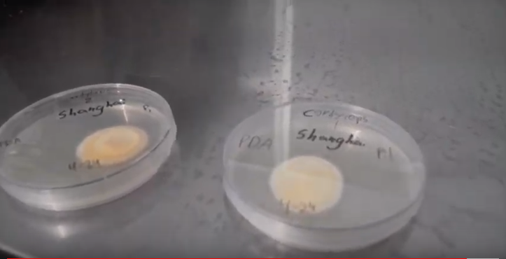 Cordyceps Militaris Cultivation: The Hunt for High-Yielding Strains