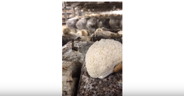 How to Grow Mushrooms Indoors: Cultivation Workflow is Crucial