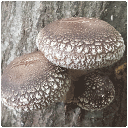 Growing Shiitake Mushrooms Indoors: Commercial and Enthusiast Options
