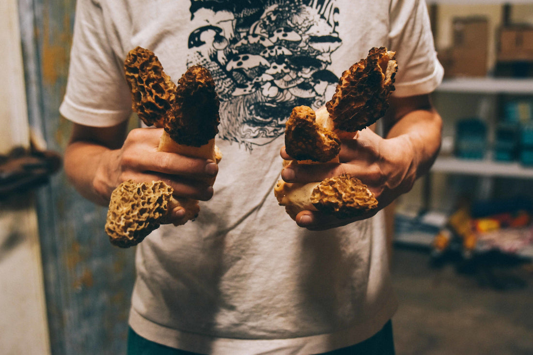 where to find morel mushrooms