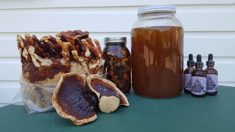 Discover Reishi Mushroom Benefits and Learn How to Grow Your Own Supply