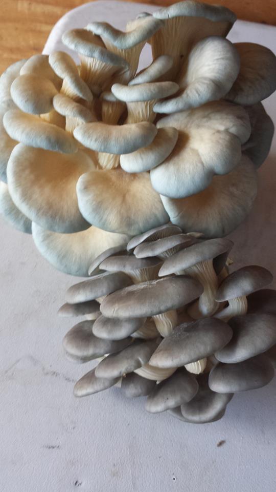 Oyster Mushroom Spores for Sawdust and Grain Inoculation