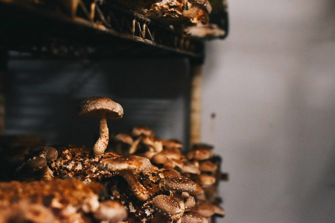 Discover Shiitake Mushroom Benefits That May Surprise You 