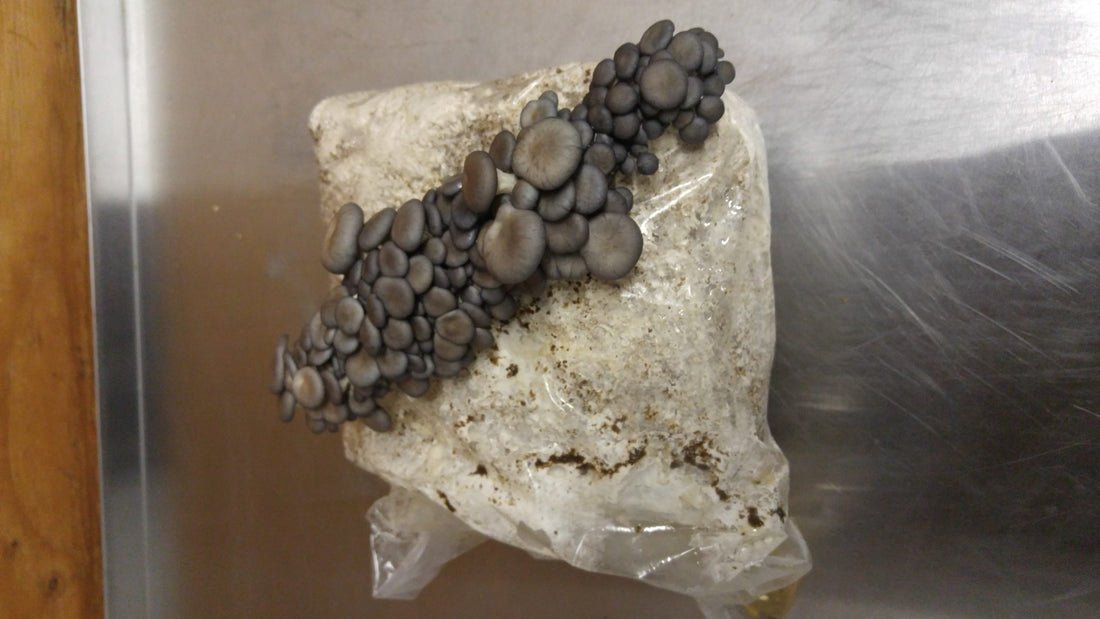 edible mushroom growing kits