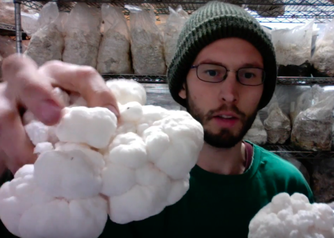 Do Mushrooms Have Roots? A Lesson on How Mushrooms Grow [Video]