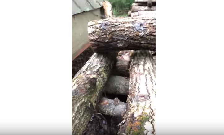 Growing Shiitake Mushrooms Outside for Delicious Yields