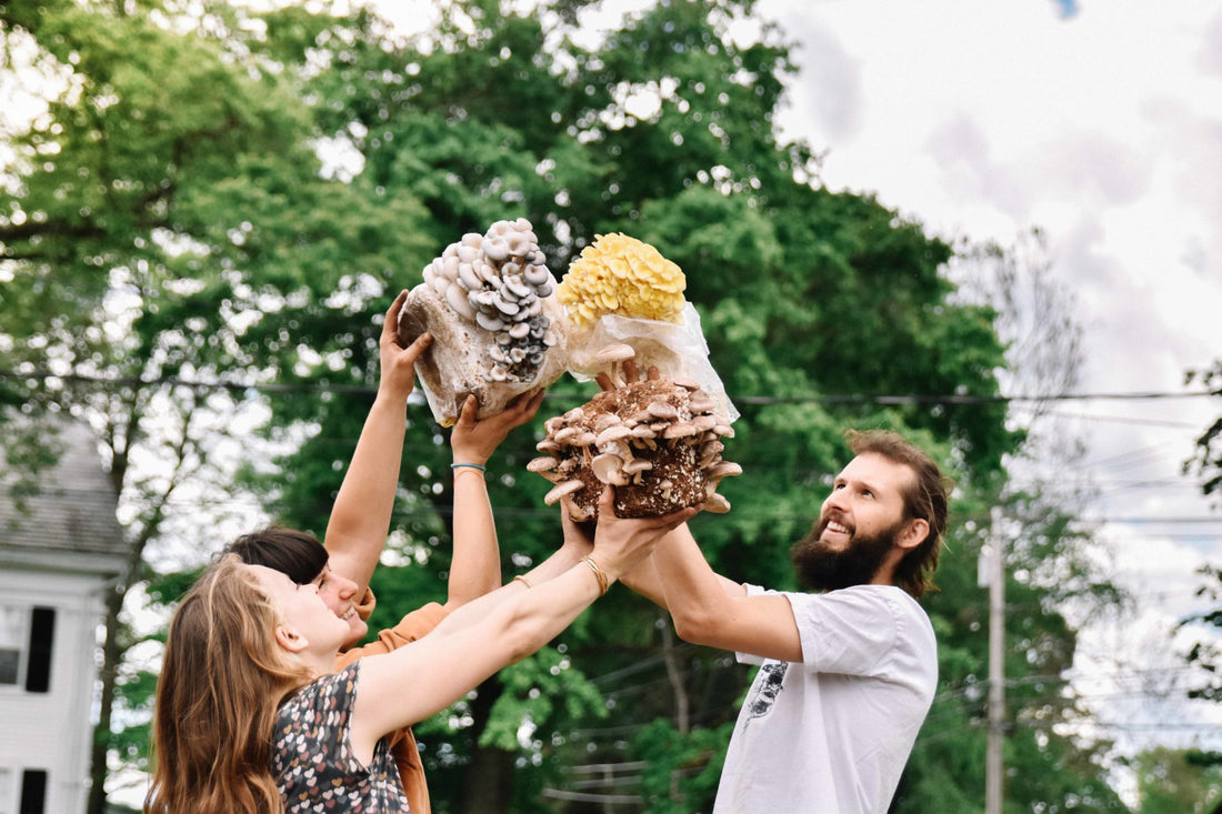 Grow Mushrooms at Home: Kit Options Make It Easier