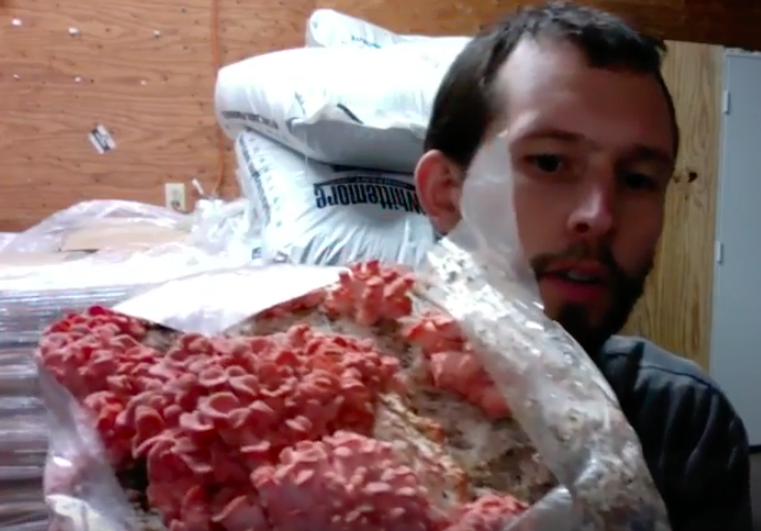 Where Do Mushrooms Come From? The Magic of Mycelium