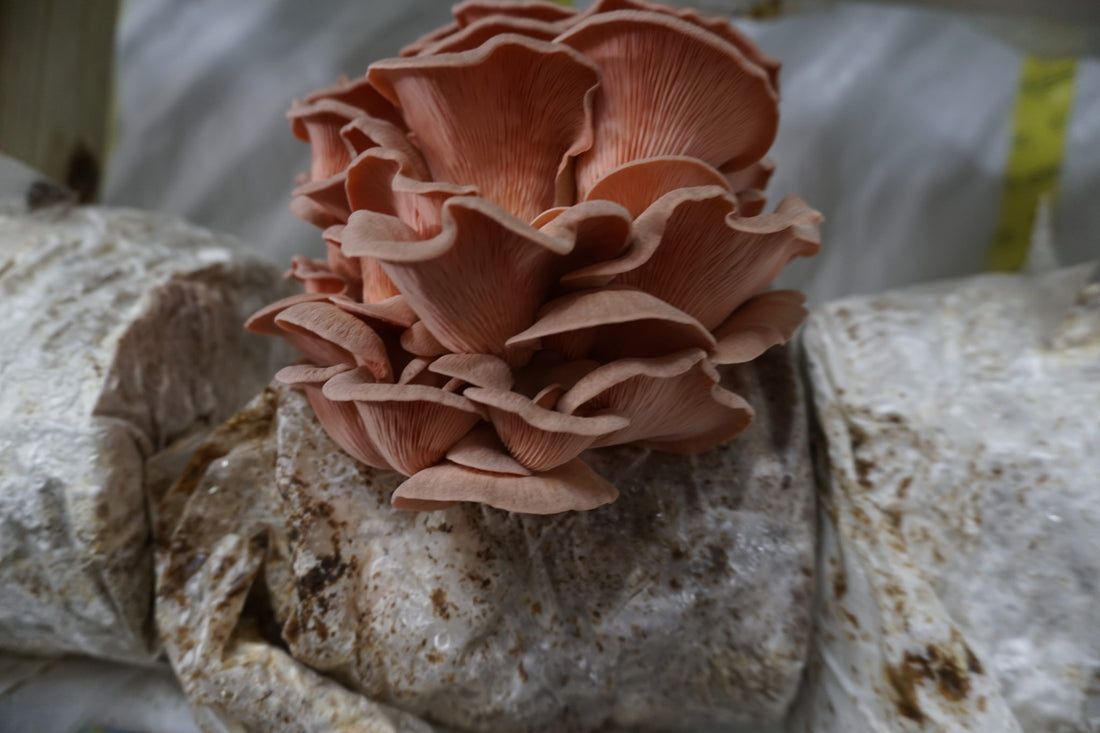 Do Mushroom Grow Kits Work? Yes and They Produce Beautiful Results